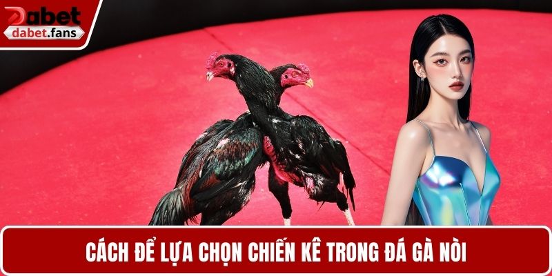 Cách để lựa chọn chiến kê trong đá gà nòi